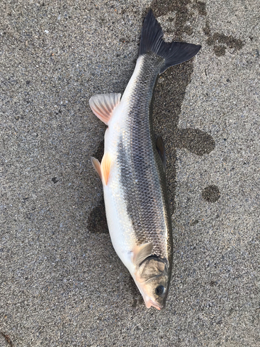 マルタウグイの釣果