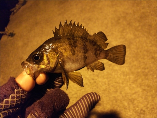 メバルの釣果