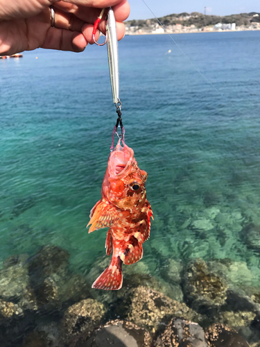 アラカブの釣果