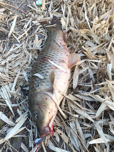 コイの釣果