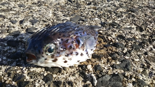 ハリセンボンの釣果