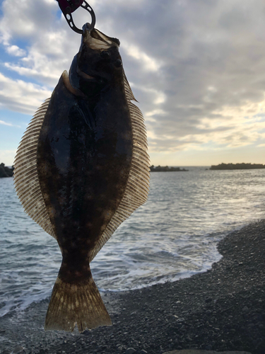 ソゲの釣果