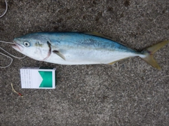 イナダの釣果