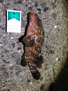 キジハタの釣果