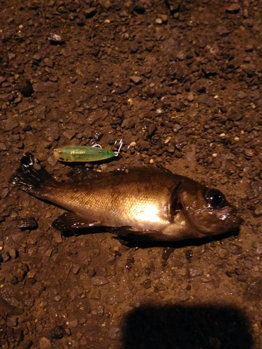 シロメバルの釣果