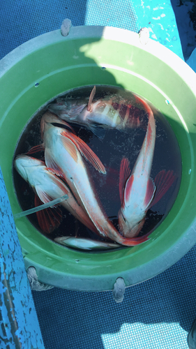 ホウボウの釣果