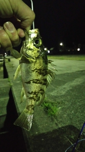 メバルの釣果