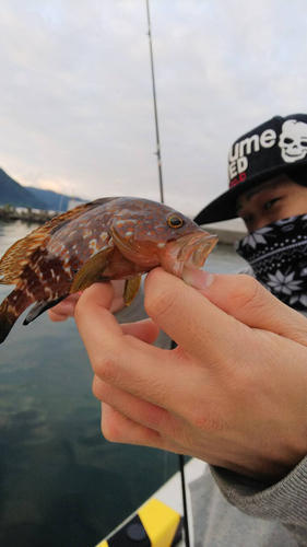 アコウの釣果