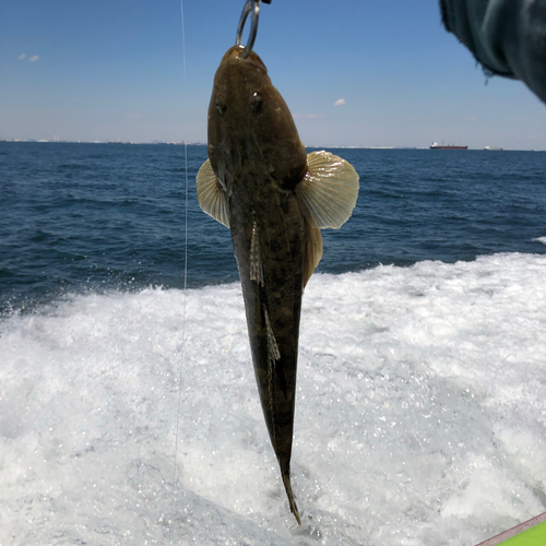 マゴチの釣果