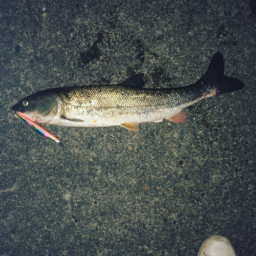 マルタウグイの釣果