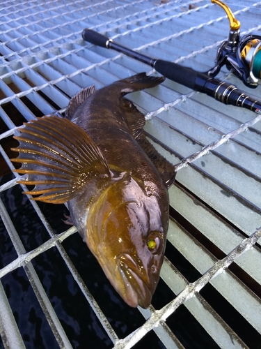 アイナメの釣果