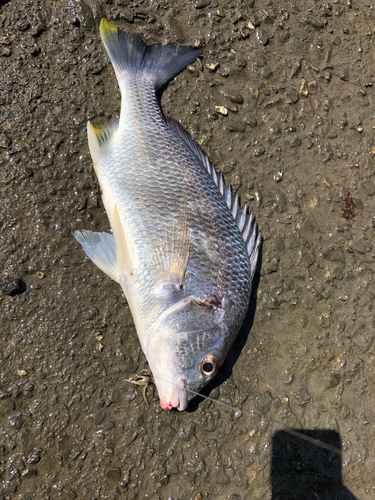 キビレの釣果