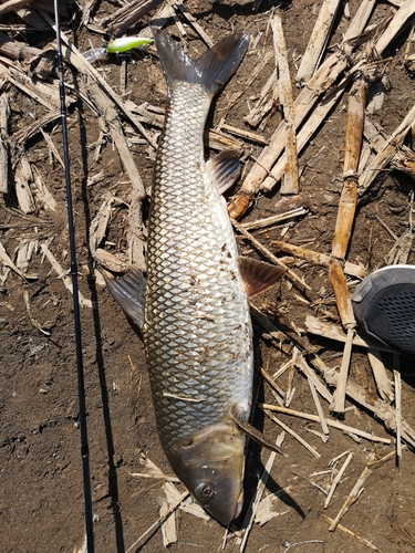 ニゴイの釣果