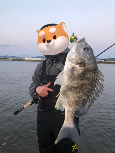 キビレの釣果