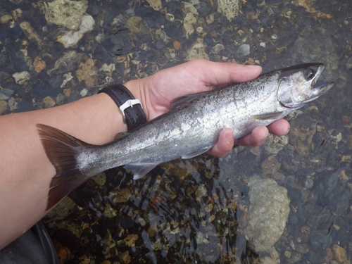 ヤマメの釣果