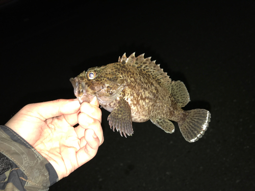 ムラソイの釣果