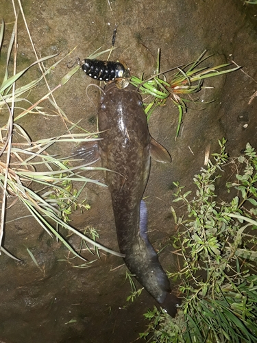 ナマズの釣果