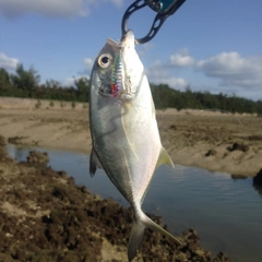 メッキの釣果