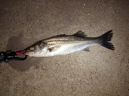 スズキの釣果