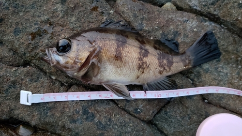 メバルの釣果