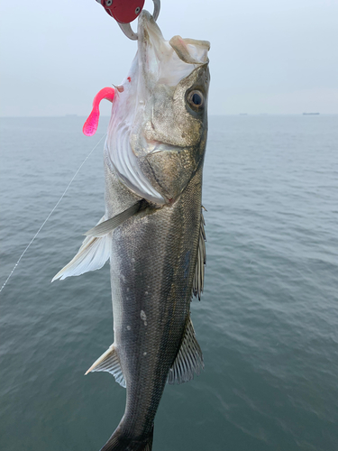 スズキの釣果