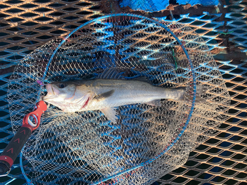 スズキの釣果