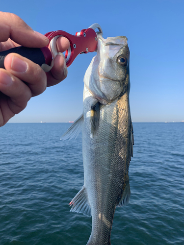 フッコ（マルスズキ）の釣果