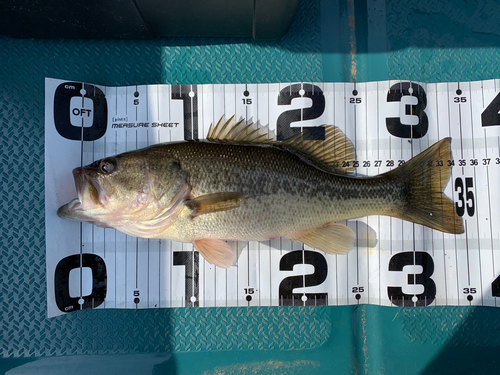 ブラックバスの釣果