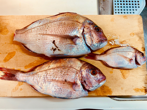 マダイの釣果