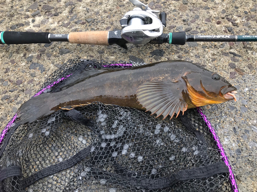 アイナメの釣果