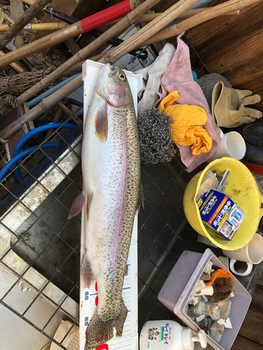 トラウトの釣果