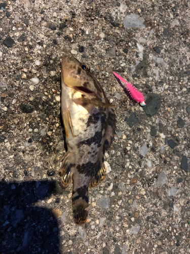 タケノコメバルの釣果