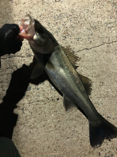 フッコ（マルスズキ）の釣果