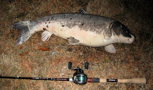 コイの釣果