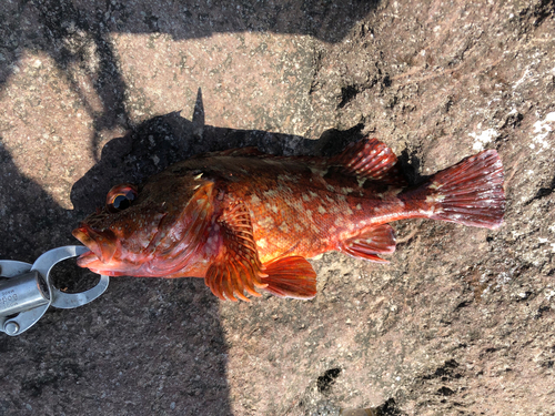 カサゴの釣果