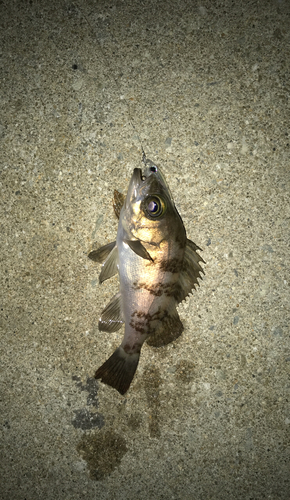 メバルの釣果