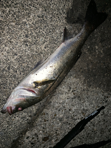 セイゴ（マルスズキ）の釣果