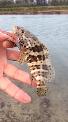 マダラハタの釣果