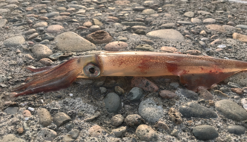 ケンサキイカの釣果