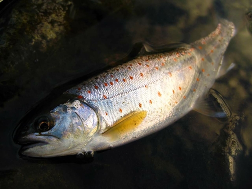 アマゴの釣果