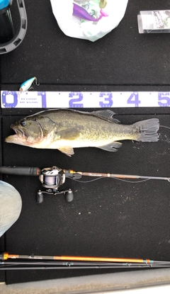 ブラックバスの釣果