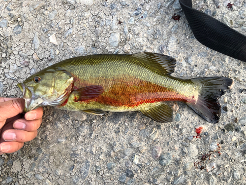 スモールマウスバスの釣果