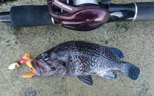 マゾイの釣果