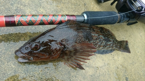 アイナメの釣果