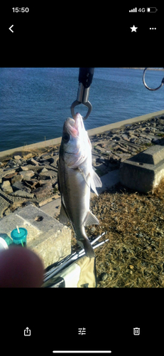 セイゴ（ヒラスズキ）の釣果