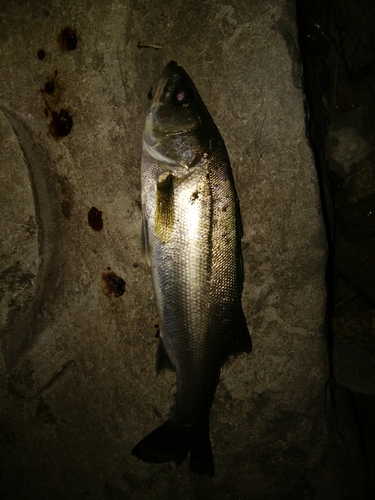 セイゴ（マルスズキ）の釣果