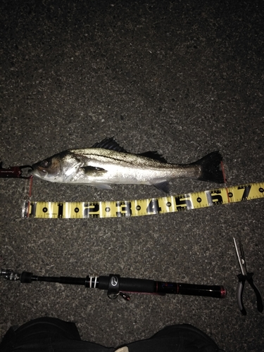 シーバスの釣果