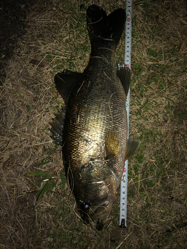 ブラックバスの釣果