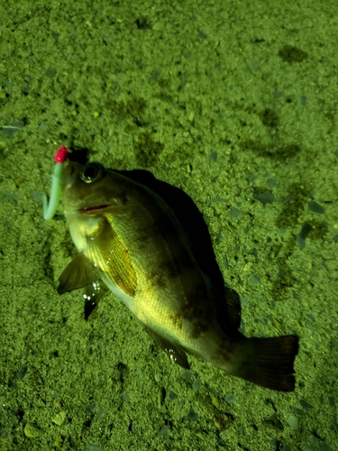 メバルの釣果