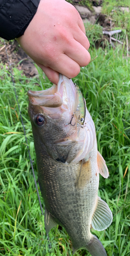 ブラックバスの釣果